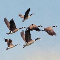 Flying geese cut out, bird, animal graphic psd