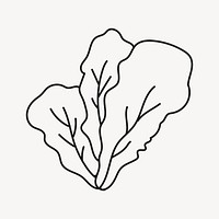 Lettuce doodle drawing, salad vegetable line art illustration