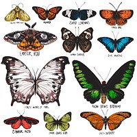 Colorful butterfly illustration collection
