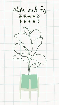 Doodle plant fiddle leaf fig watering chart