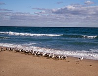 Seagulls at the Atlantic Ocean in Florida