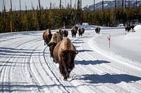 American bison, or buffaloes, trudge where private automobiles may not tread -- down a road in Yellowstone National Park in Wyoming, where all but a few tour buses, snowmobiles, and track-equipped vehicles called "Sno-Cats" are banned during wintertime.