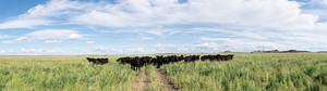 Through the CSP Program, the Burgess Ranch converted cropland to perennial vegetation using cover crops as a soil primer.