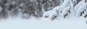 Close up of snowy trees in Riisitunturi National Park, Finland