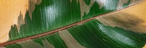 Closeup of an Indian rubber plant leaf