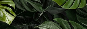 Monstera leafy nature background wallpaper 