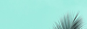 Tropical palm leaf social banner design resource 