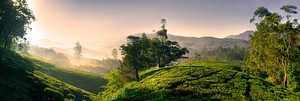 Panorama of a tea plantation at sunrise, Kerela, India