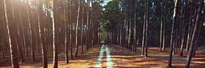 Pathway Forrest Rural Trail Nature Concept