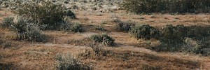 Bush in the Californian desert
