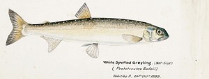 Antique fish White Spotted Greyling drawn by Fe. Clarke (1849-1899). Original from Museum of New Zealand. Digitally enhanced by rawpixel.