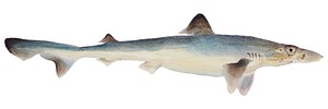 Antique fish galeorhinus galeus school shark illustration drawing