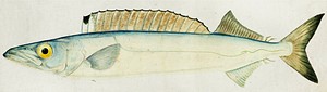 Antique fish Rexea furcifera Waite drawn by Fe. Clarke (1849-1899). Original from Museum of New Zealand. Digitally enhanced by rawpixel.