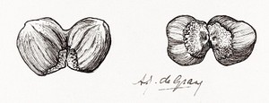 Two hazelnuts sketches by <a href="https://www.rawpixel.com/search/Julie%20de%20Graag?sort=curated&amp;page=1">Julie de Graag</a> (1877-1924). Original from The Rijksmuseum. Digitally enhanced by rawpixel.