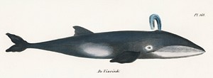 Whale from Natural History Pictures of the Mammals (1824) by <a href="https://www.rawpixel.com/search/Heinrich%20Rudolf%20Schinz?sort=curated&amp;type=all&amp;page=1">Heinrich Rudolf Schinz</a>. Digitally enhanced from our own original plate. 