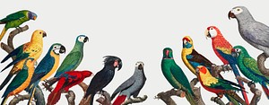 Flock of macaws on branches illustration