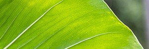 Close up of Monstera delicosa leaves social banner