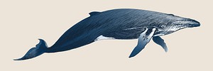 Illustration drawing style of humpback whale&nbsp;