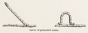 Larvae of geometrid moths.  Digitally enhanced from our own publication of Moths and butterflies of the United States (1900) by Sherman F. Denton (1856-1937).
