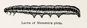 Larva of Mamestra picta (Painted Mamestra Moth Caterpillar).  Digitally enhanced from our own publication of Moths and butterflies of the United States (1900) by Sherman F. Denton (1856-1937).