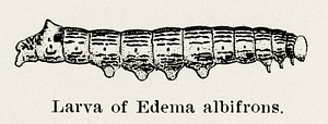 Larva of Edema albifrons (Red-humped Oakworm Moth).  Digitally enhanced from our own publication of Moths and butterflies of the United States (1900) by Sherman F. Denton (1856-1937).