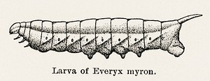 Larva of Everyx myron.  Digitally enhanced from our own publication of Moths and butterflies of the United States (1900) by Sherman F. Denton (1856-1937).