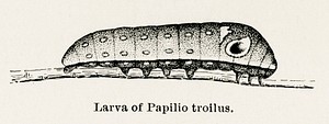 Larva of Papilio troilus (Spicebush Swallowtail).  Digitally enhanced from our own publication of Moths and butterflies of the United States (1900) by Sherman F. Denton (1856-1937).