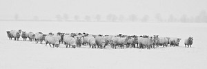 Group of sheep in the middle of field in winter. Original public domain image from <a href="https://commons.wikimedia.org/wiki/File:Winter-1142029_1920.jpg" target="_blank">Wikimedia Commons</a>
