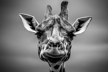 giraffe black and white wallpaper