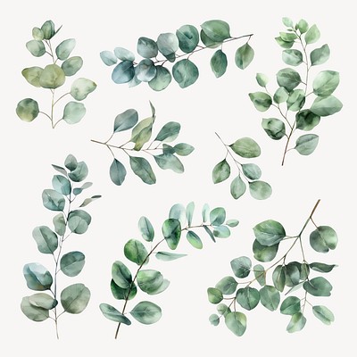 Editable eucalyptus leaves design element set