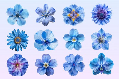 Editable blue flower design element set