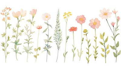 Flowers as divider watercolor illustrated graphics painting.