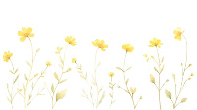 Yellow flower as divider watercolor asteraceae daffodil graphics.