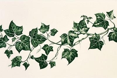 Ivy vine plant leaf.