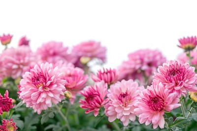 Chrysanthemum flowers asteraceae outdoors blossom.