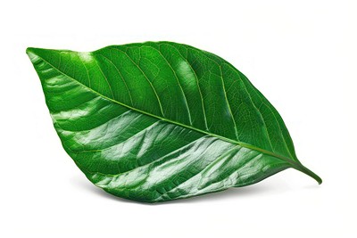 Vibrant green leaf isolated background