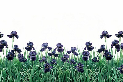 Purple irises in green field