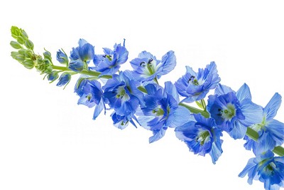 Vibrant blue delphinium flowers