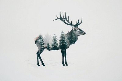 Deer silhouette with forest overlay