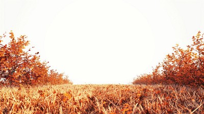 Autumn Glade Lawn landscape nature ground.