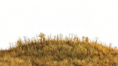 Hill ground grass vegetation.