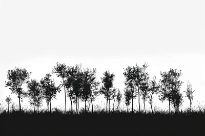 Silhouette trees against white background