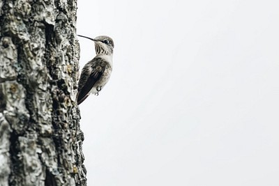 Hummingbird perched on tree