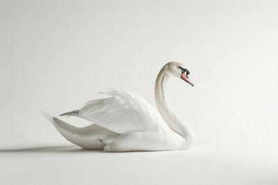 Elegant swan on white background