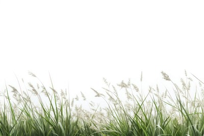 Lush green grass field background