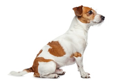 Alert Jack Russell Terrier sitting