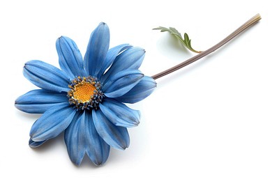 Vibrant blue daisy flower stem