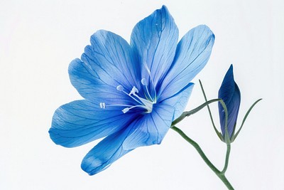 Delicate blue flower close-up