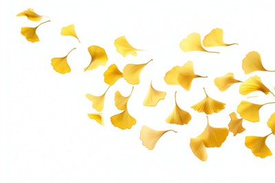 Falling gingko leaves daffodil blossom flower.