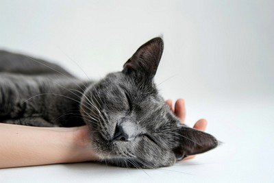 Sleeping cat in gentle hand